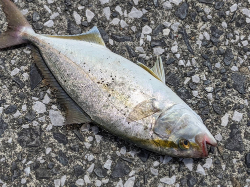 ネリゴの釣果