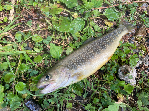 イワナの釣果