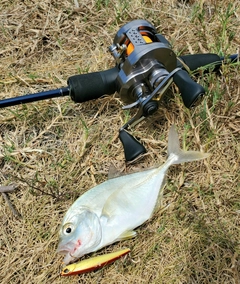 メッキの釣果