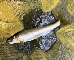 アユの釣果