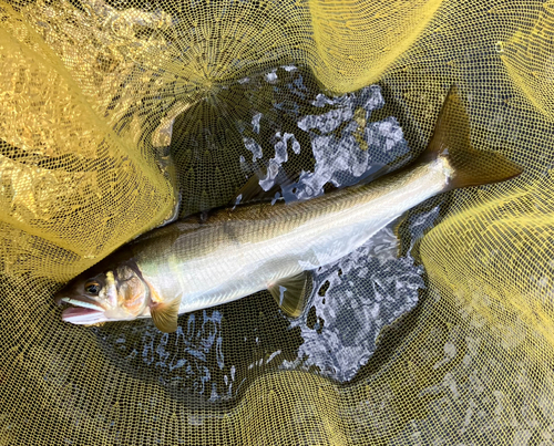 アユの釣果