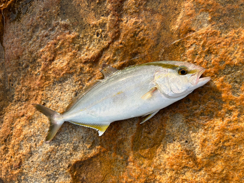 ネリゴの釣果