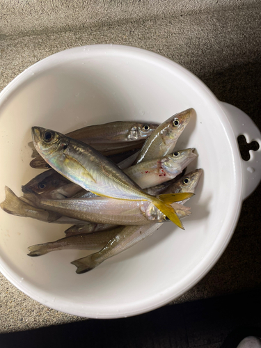 キスの釣果