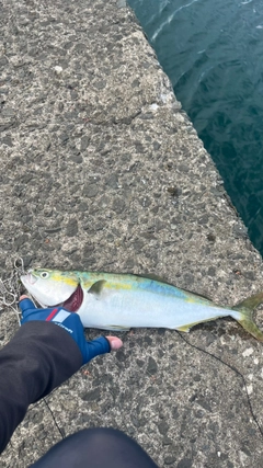 イナダの釣果