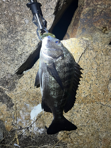 浜寺公園フィッシングパーク