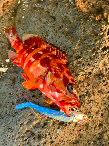 アカハタの釣果