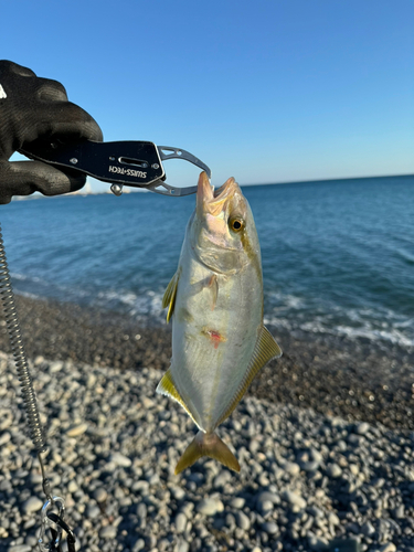 シオの釣果