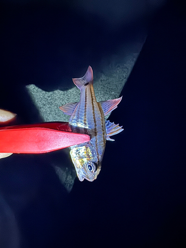 ネンブツダイの釣果