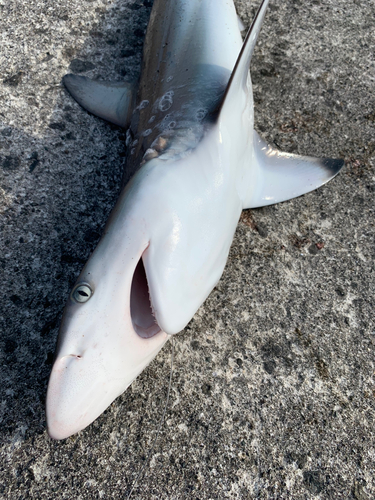 サメの釣果