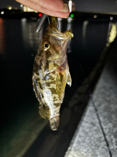 タケノコメバルの釣果