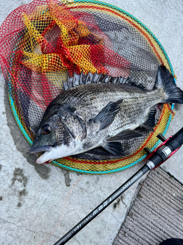 クロダイの釣果