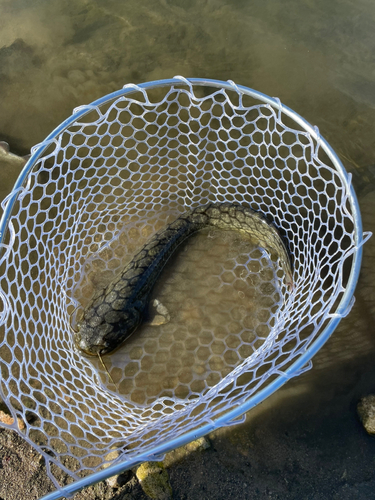 ナマズの釣果