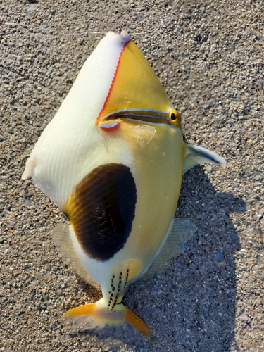 モンガラカワハギの釣果