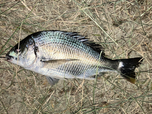 キビレの釣果