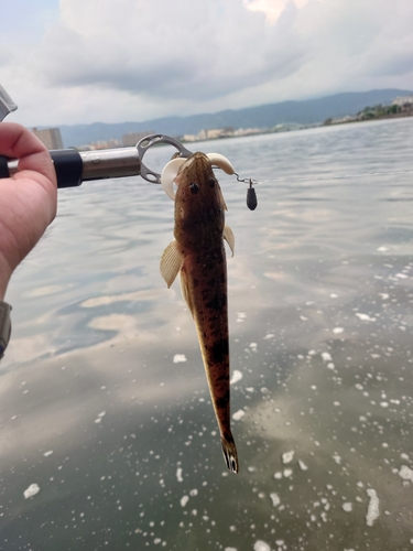 イネゴチの釣果