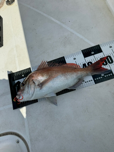 マダイの釣果