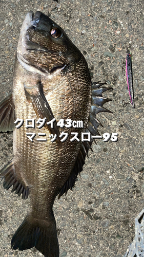 クロダイの釣果