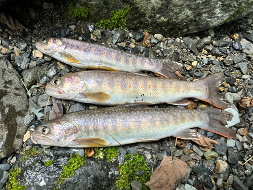 ヤマメの釣果