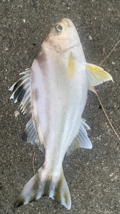 コトヒキの釣果