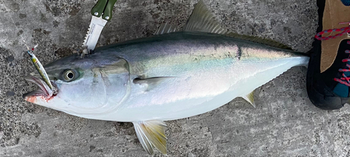 ハマチの釣果