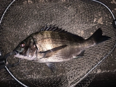 クロダイの釣果