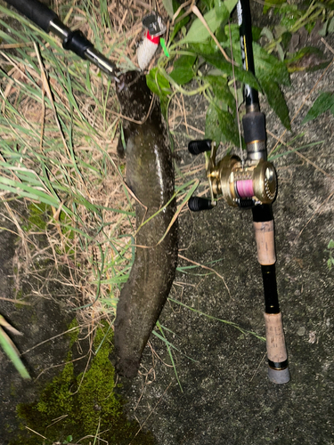 ナマズの釣果