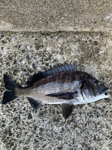 クロダイの釣果