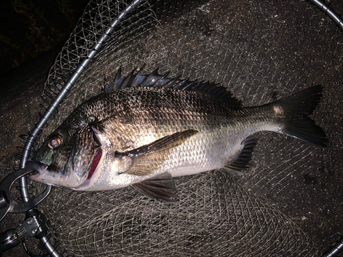 クロダイの釣果