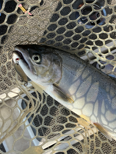 ビワマスの釣果