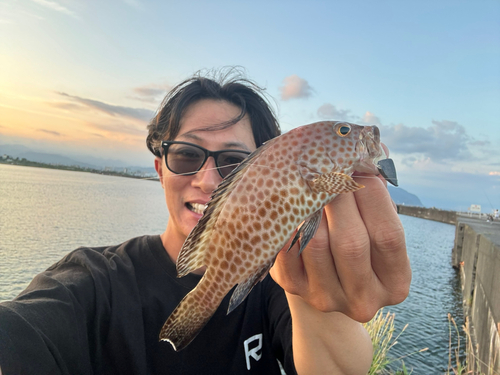 オオモンハタの釣果