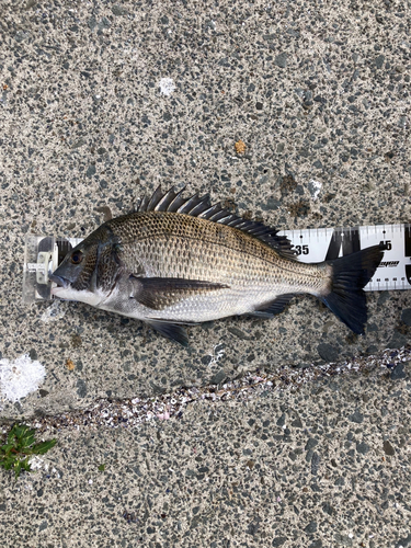 クロダイの釣果