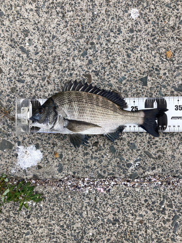 クロダイの釣果