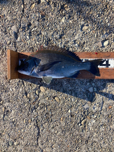 クロダイの釣果