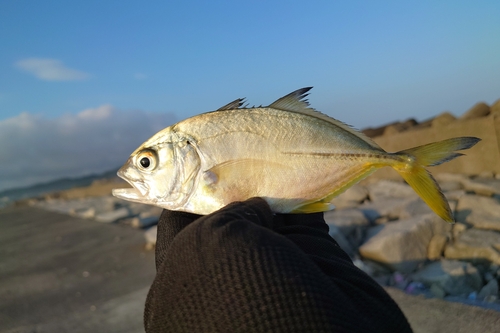 メッキの釣果