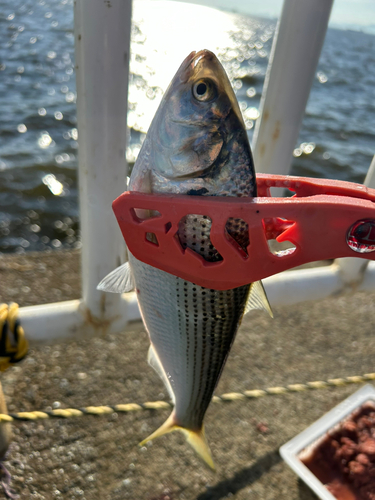 コノシロの釣果