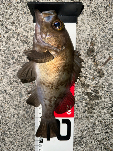 メバルの釣果