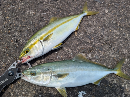 ワカシの釣果