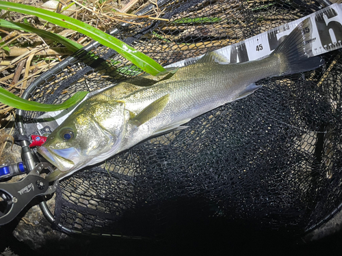 シーバスの釣果