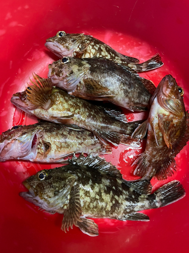 カサゴの釣果