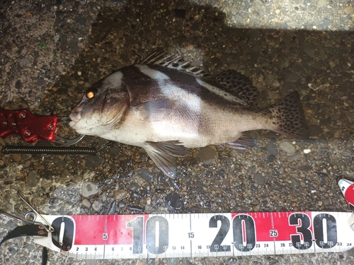 コショウダイの釣果