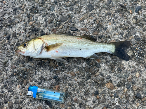 セイゴ（マルスズキ）の釣果