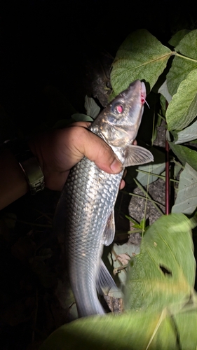 ニゴイの釣果