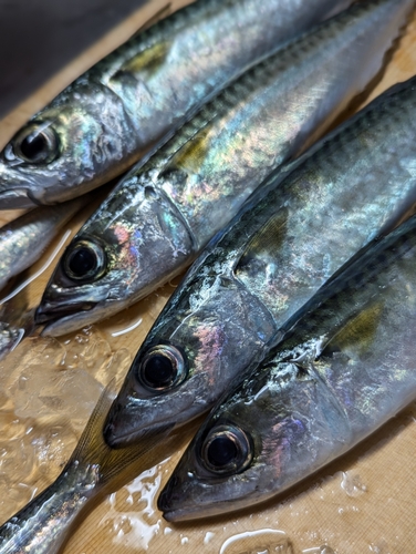 サバの釣果