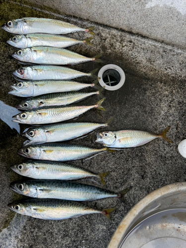 アジの釣果