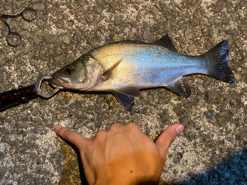 セイゴ（ヒラスズキ）の釣果