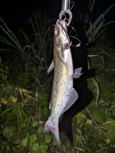 アメリカナマズの釣果