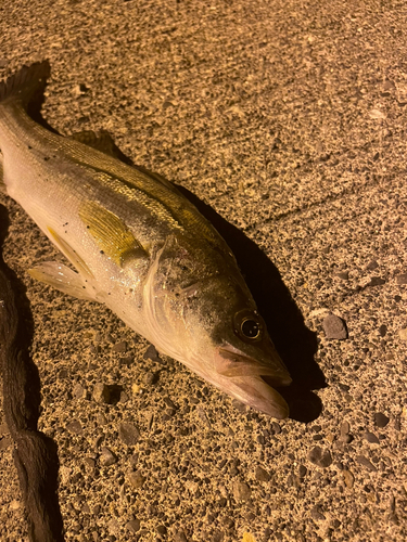 セイゴ（ヒラスズキ）の釣果