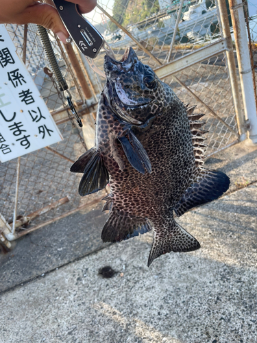 イシガキダイの釣果