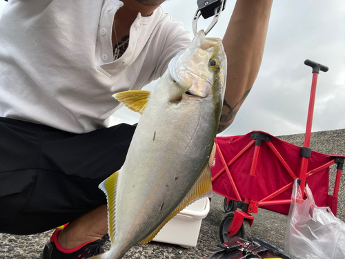 ネリゴの釣果