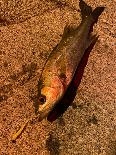 フッコ（マルスズキ）の釣果